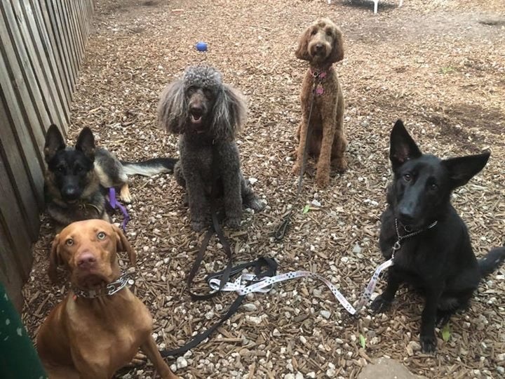 Professional Dog Training Lexington and Louisville KY