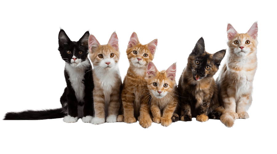 Crescent Springs, KY New Client Form Kentucky Paws Animal Hospital