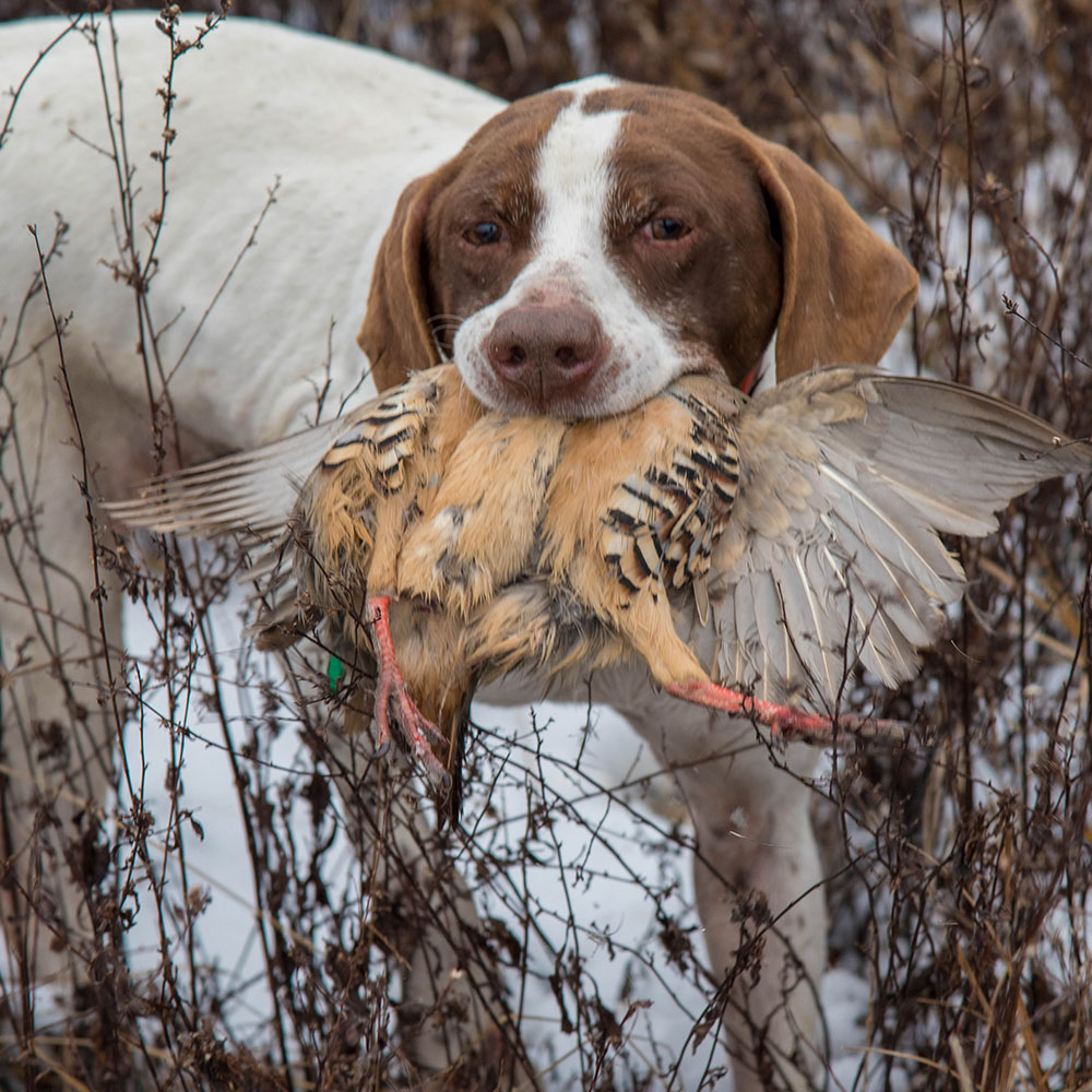 Chukar Hunting Upland Addiction