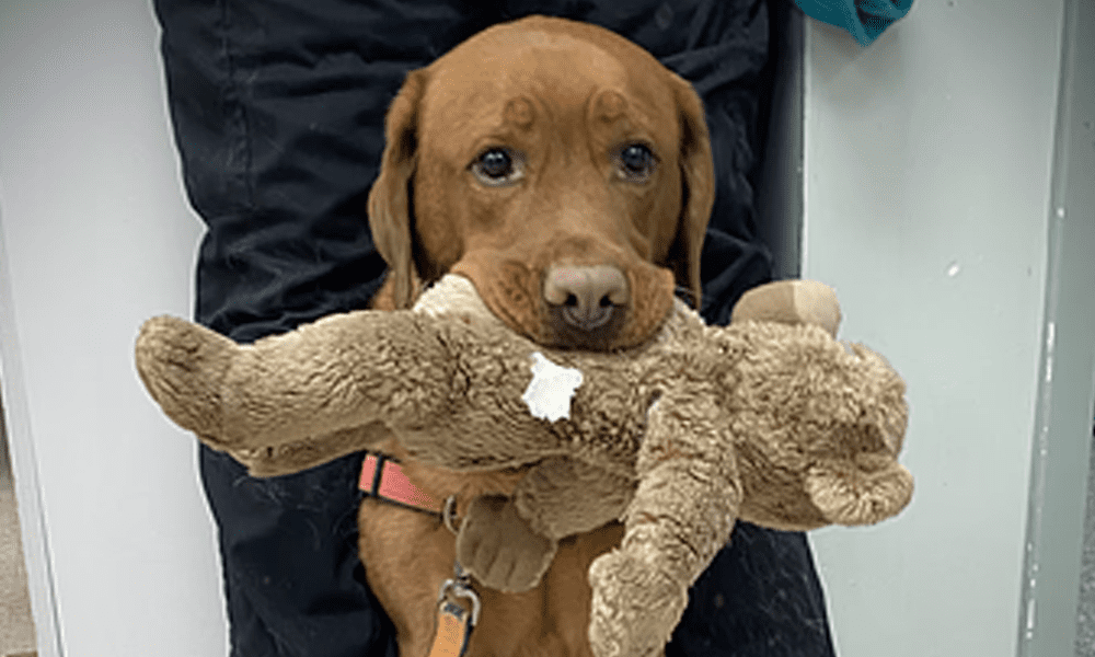 Learn More About Kenwood Animal Hospital