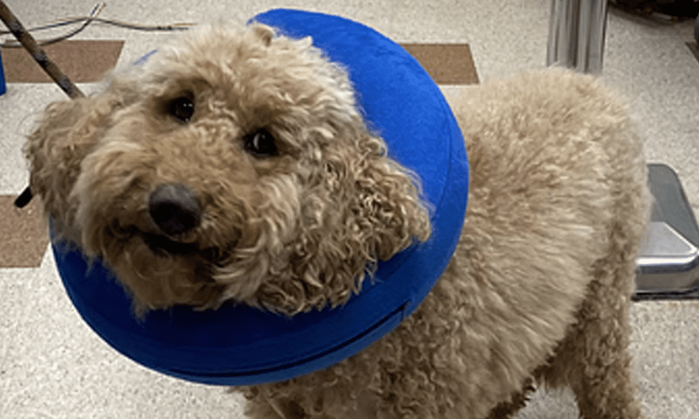 Explore A Modern Vet Facility In MD Kenwood Animal Hospital