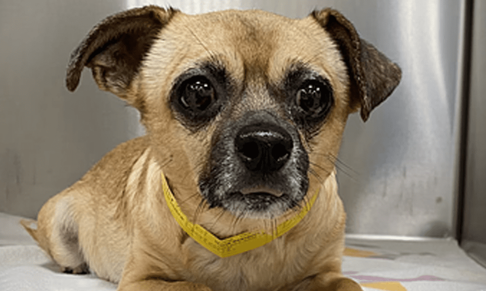 Learn More About Kenwood Animal Hospital