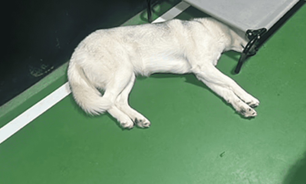 Learn More About Kenwood Animal Hospital