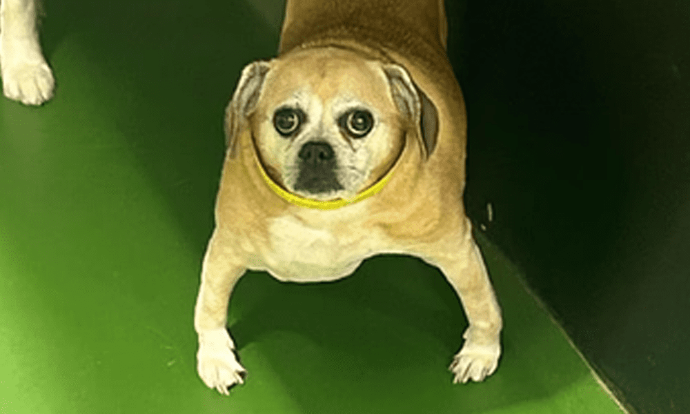 Learn More About Kenwood Animal Hospital