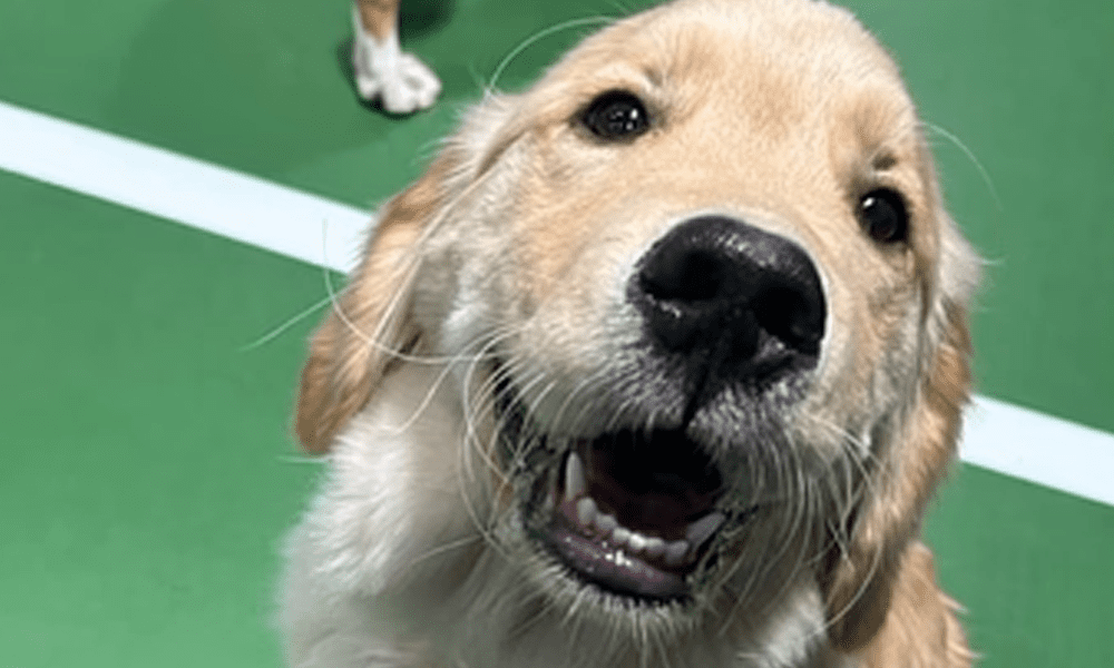 Learn More About Kenwood Animal Hospital