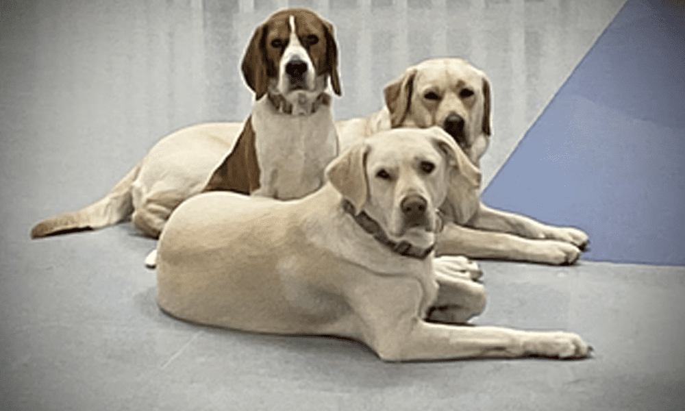 Learn More About Kenwood Animal Hospital