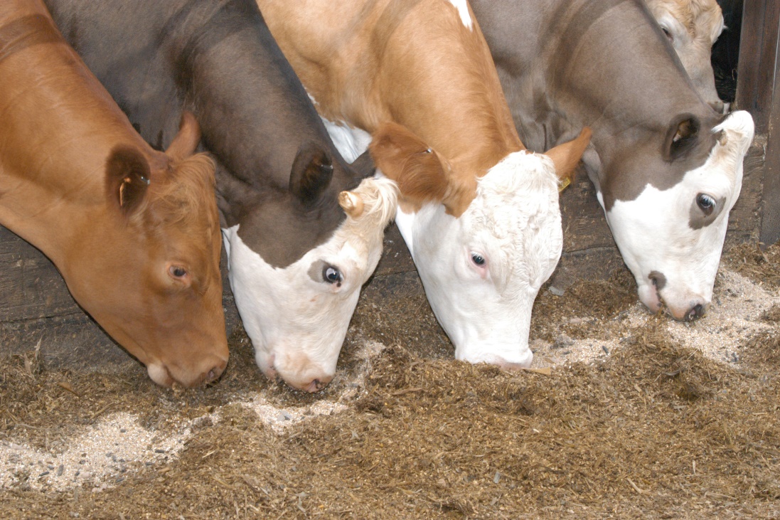 The hits and misses in the animal feed industry Kenya Current