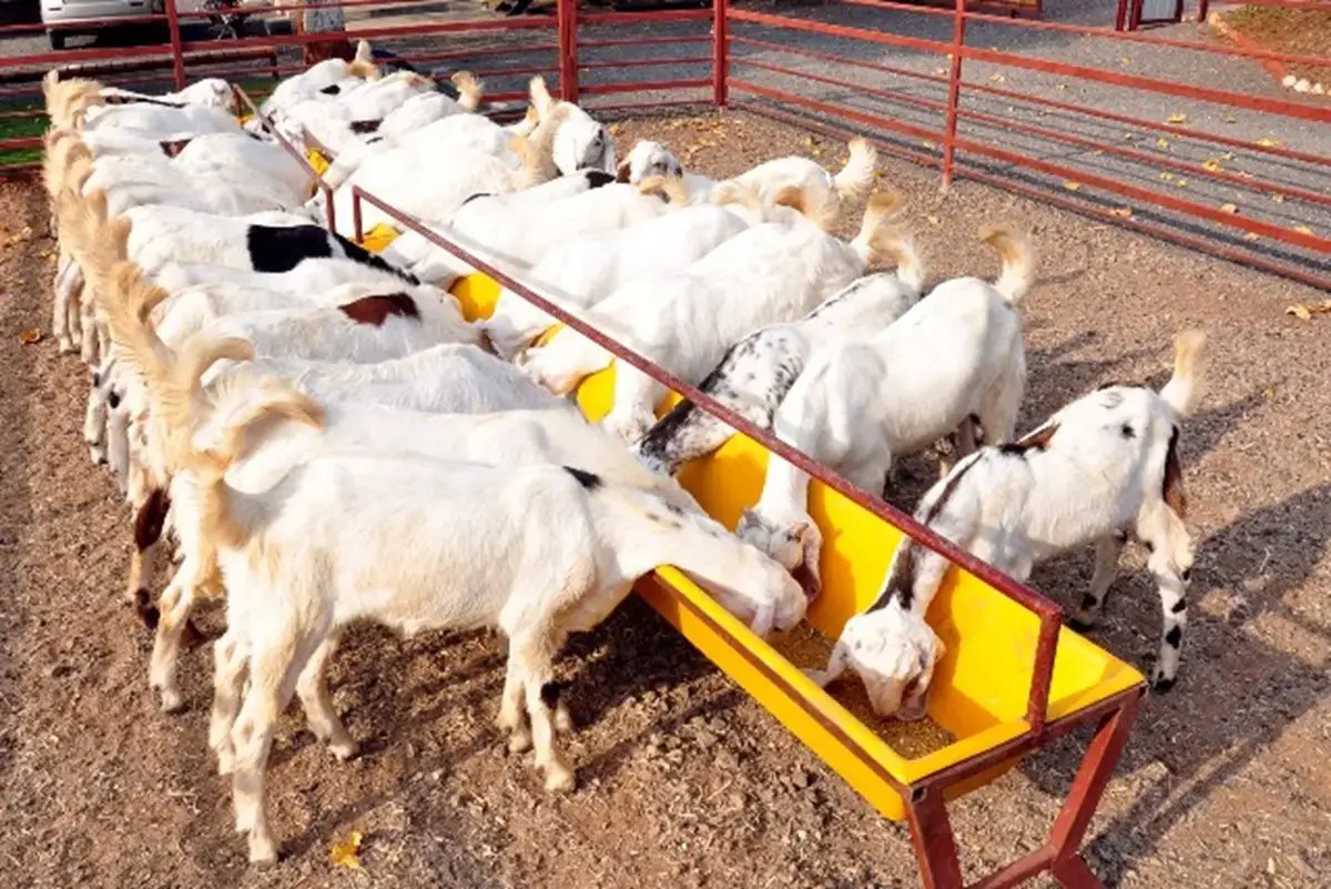 Zero Grazing Goat Farming In Kenya Key aspects, Costs, Benefits