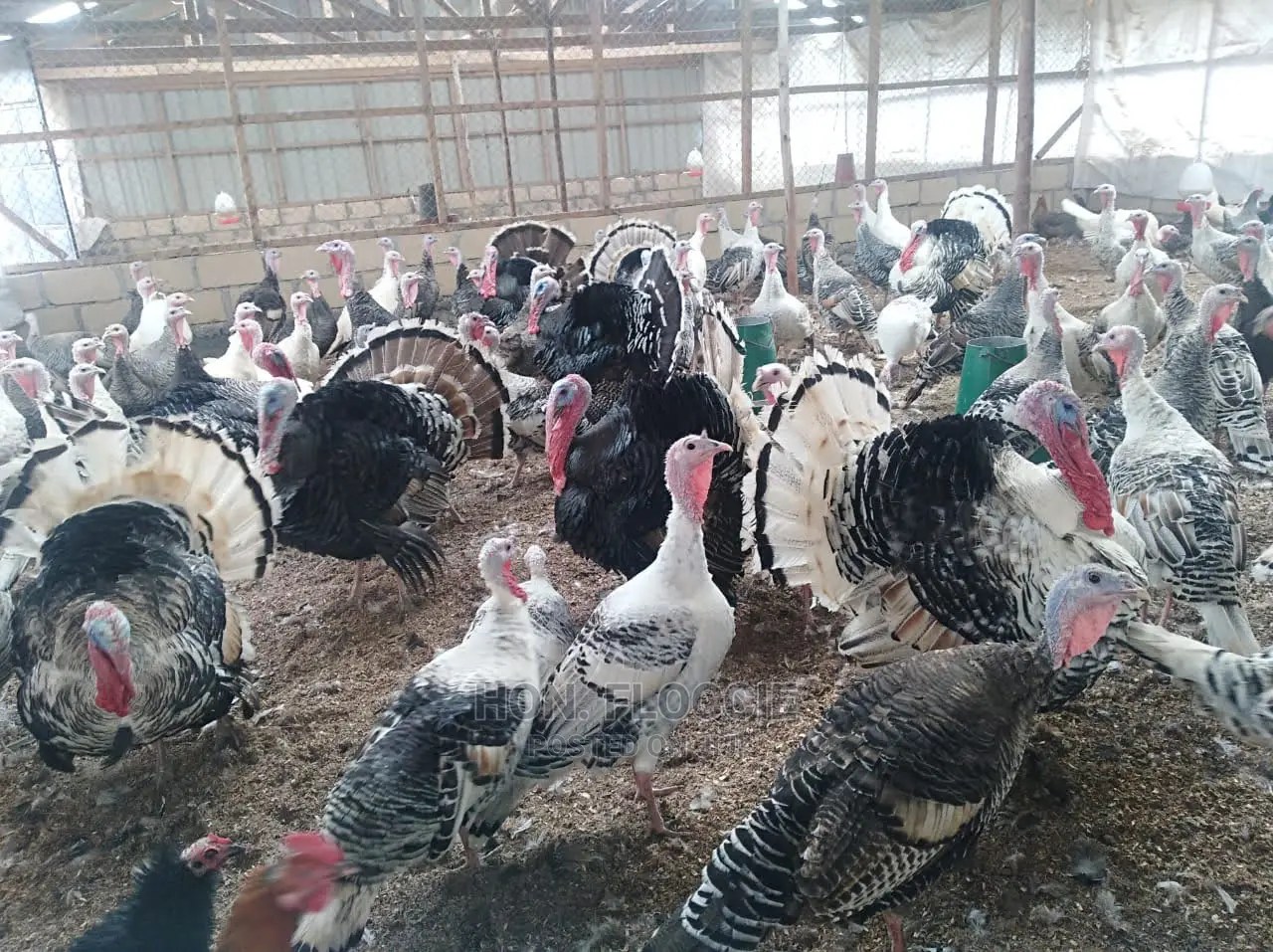 Meet Chore Sunda, a Kisii turkey farmer who supplies a highend hotel