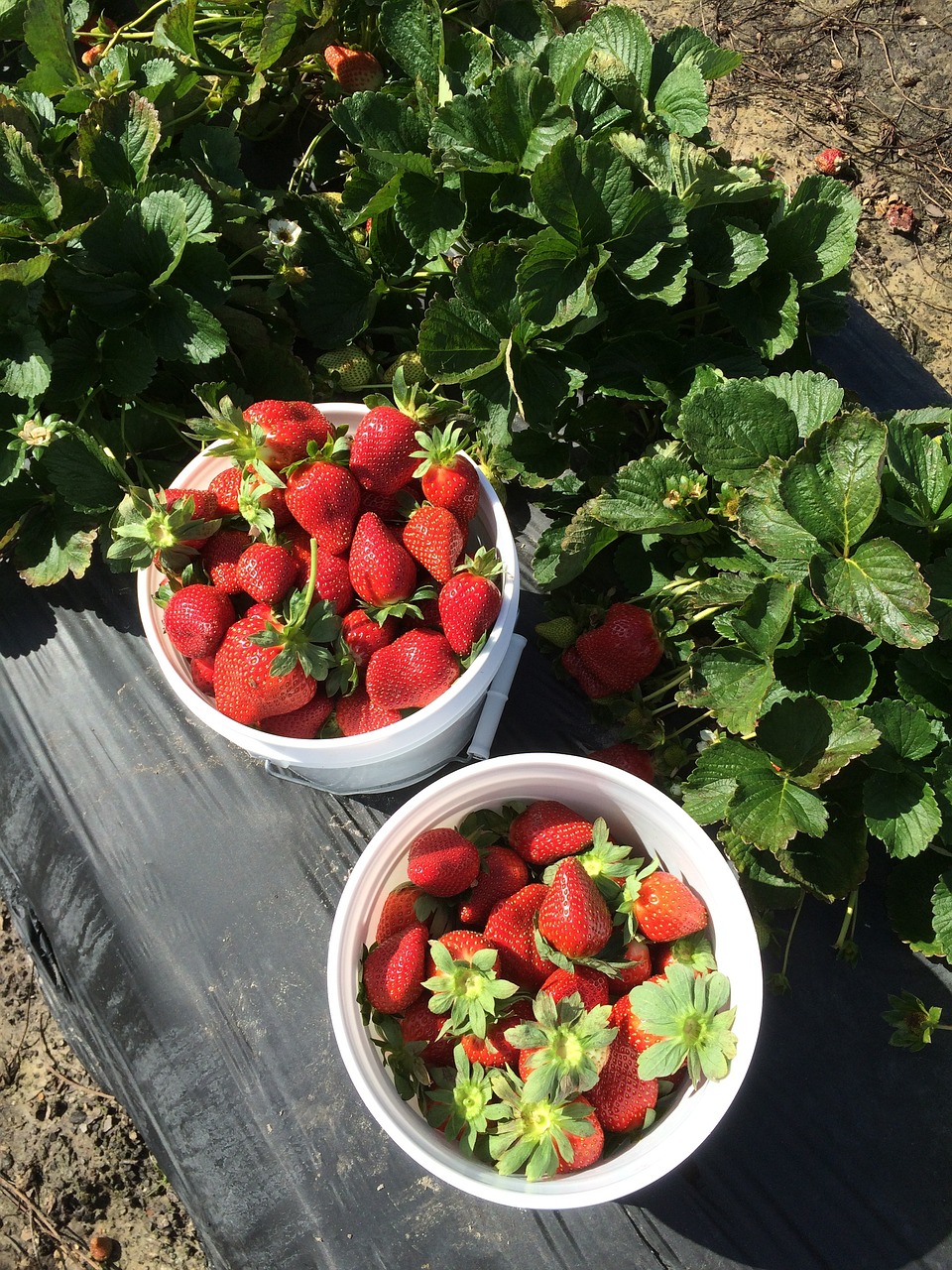 The Best Places to Pick Strawberries in Durham, North Carolina [2023]