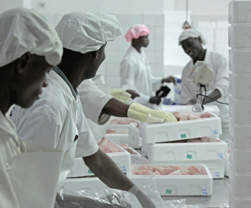 Kenya Fish Fillet Exporters Kenya Trade