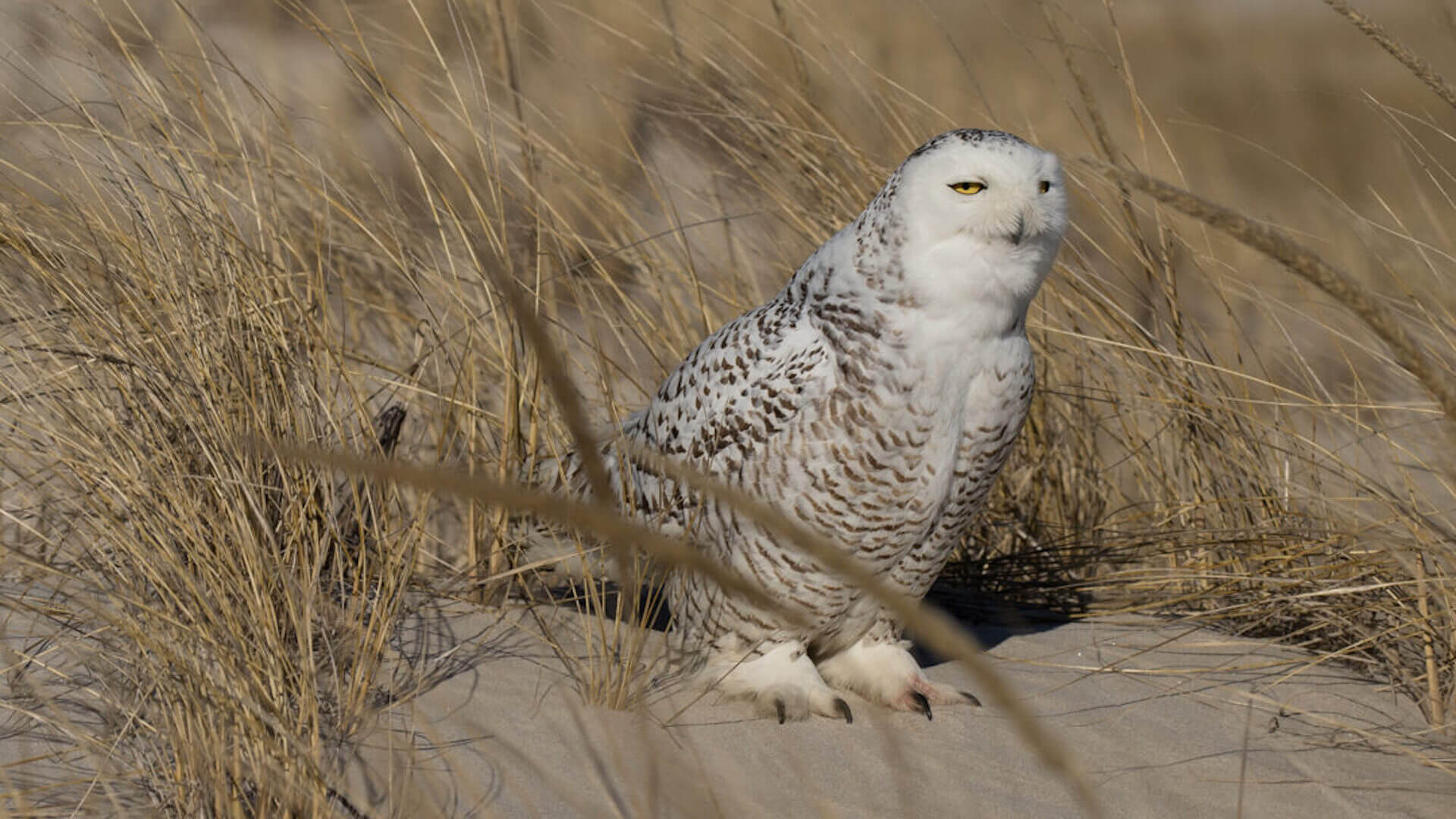 Snowy Owl Dune Trek Keolis massAdventures