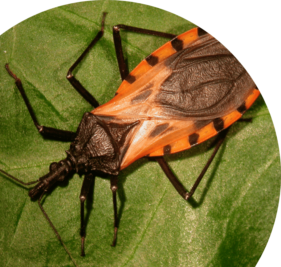 Kephera Rapid Diagnosis of Infectious Disease Chagas Disease