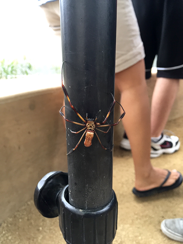 You can get up close and personal with a variety of spiders. Natural History Museum Spider Pavilion Kept In Stitches