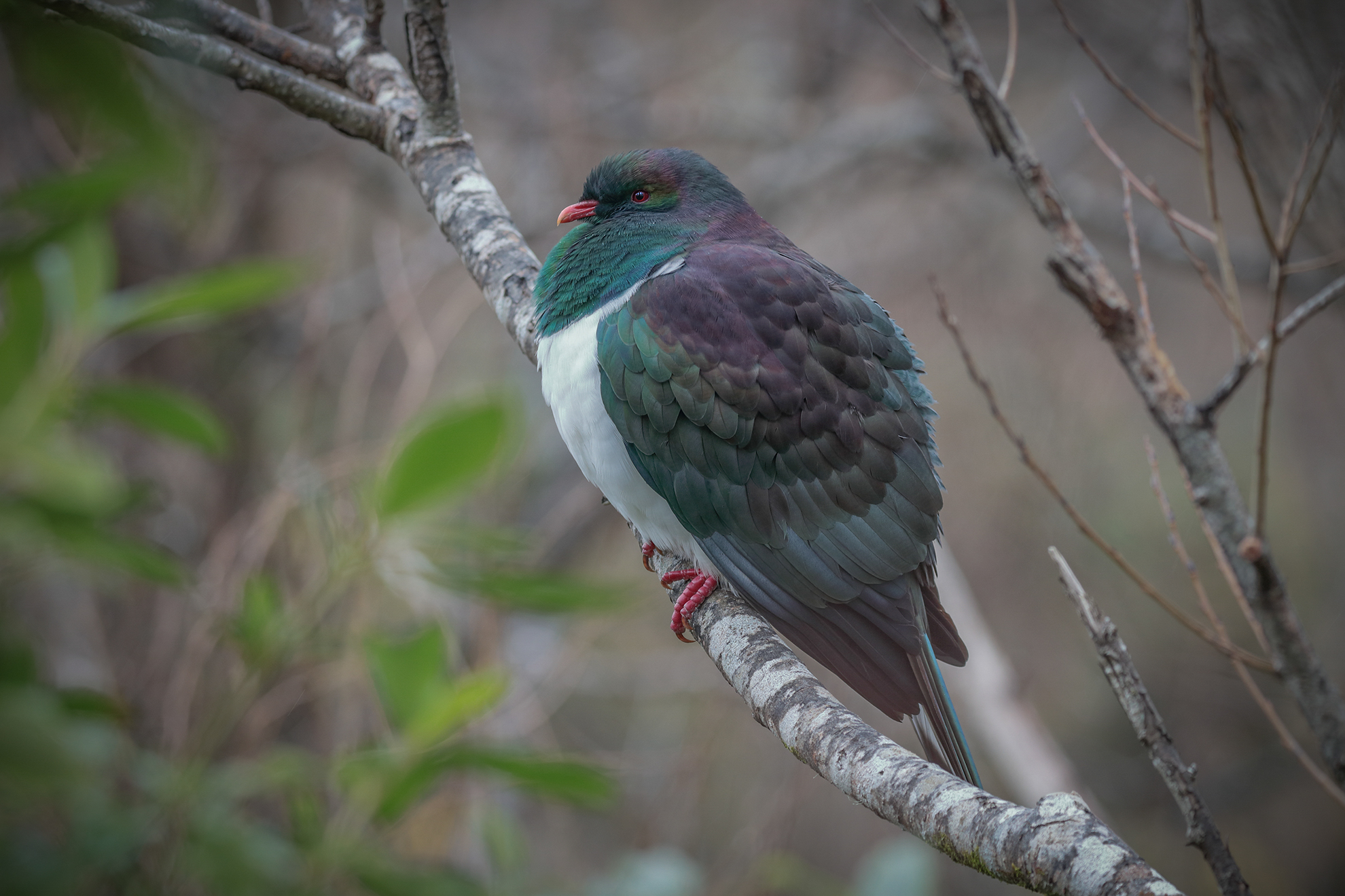 The Great Kererū Count 2018 Kereru Discovery Trust
