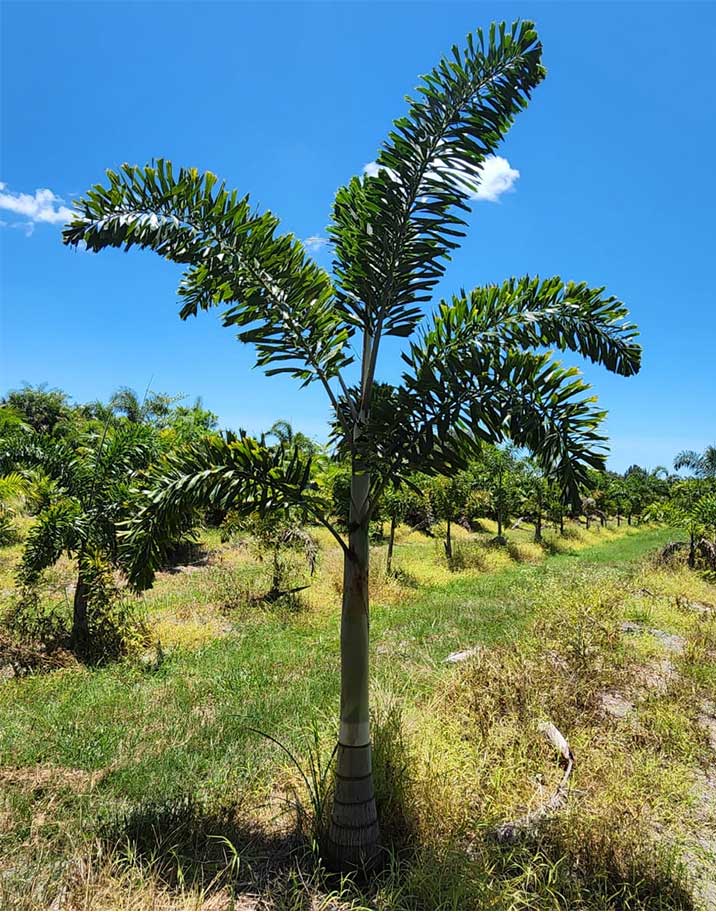 Fishtail Palm kerifarms