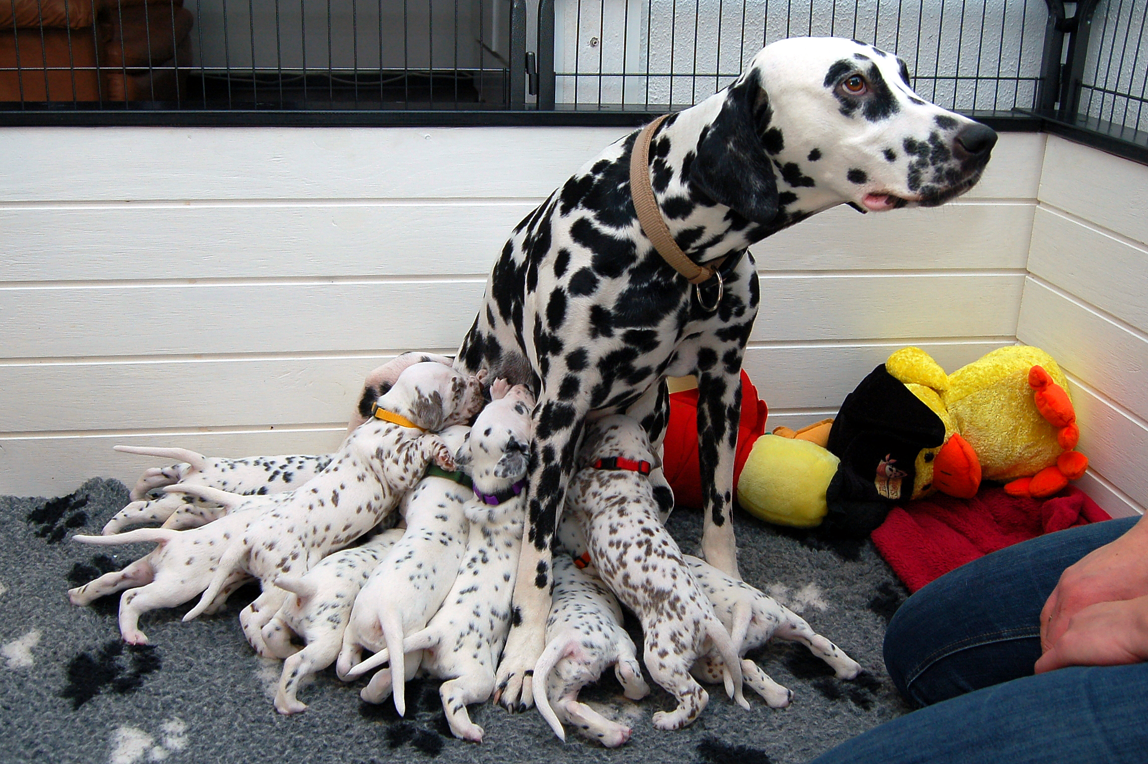 Besøg hos Kennel Unique Spots 25/22016 • Kennel Kernehuset's