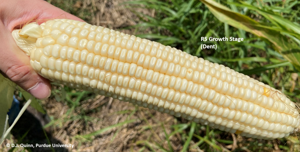 Why the R5 Growth Stage in Corn Still Matters The Kernel