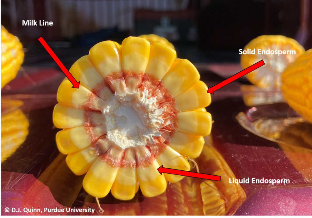 Why the R5 Growth Stage in Corn Still Matters The Kernel