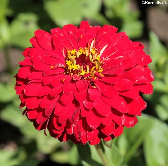 Zinnia elegans 'Scarlet Flame', Frøkenhat Kerneliv.dk