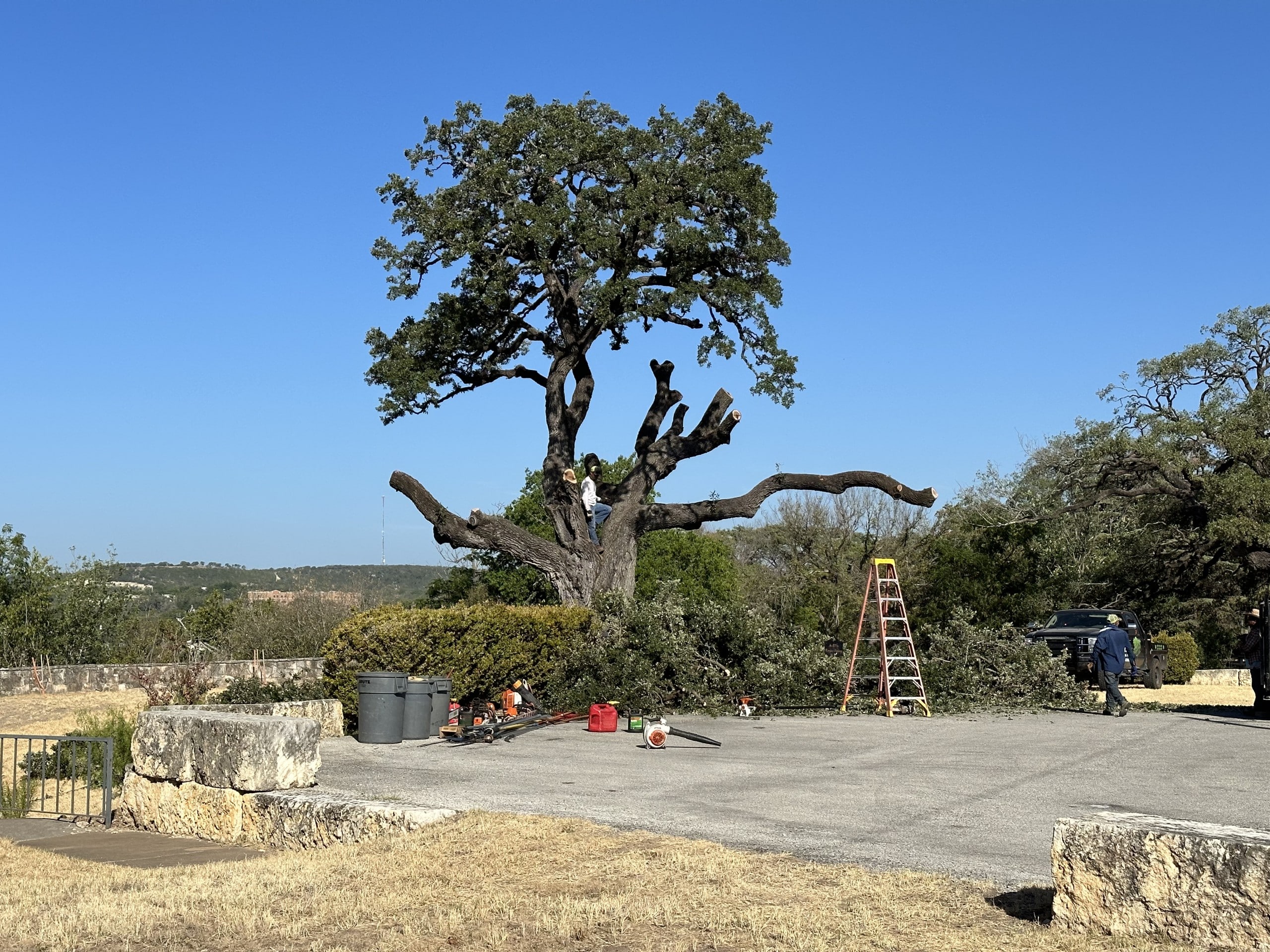 In a shock, Kerrville's centuriesold Founders Tree is cut down The