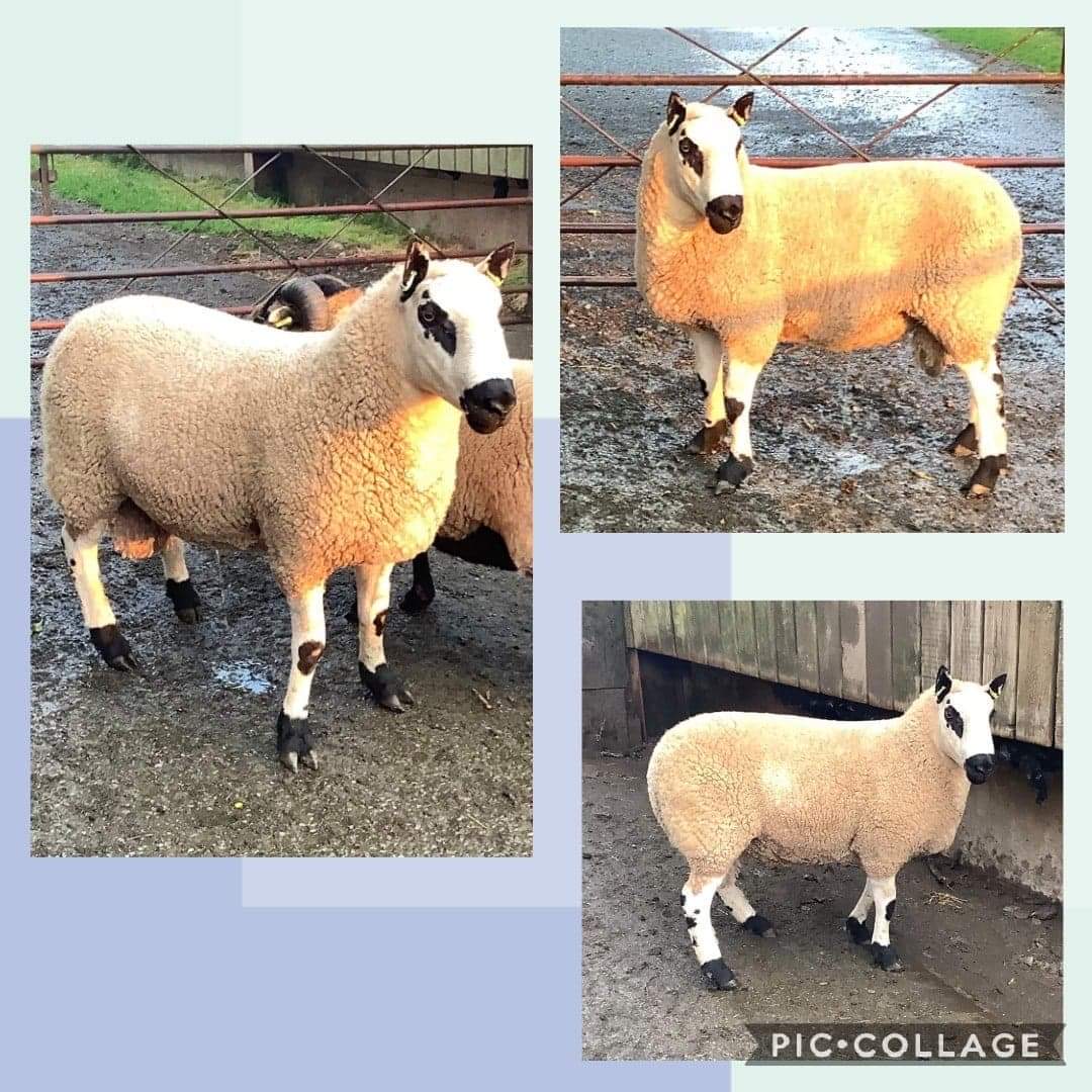 Sheep For Sale Kerry Hill Sheep Society