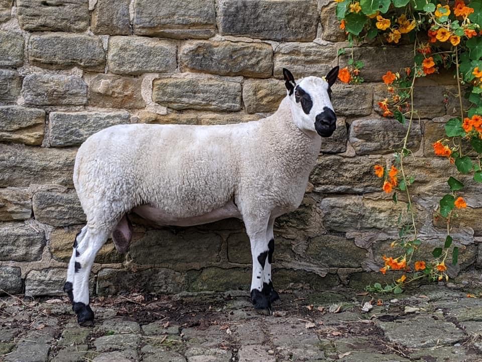 Sheep For Sale Kerry Hill Sheep Society