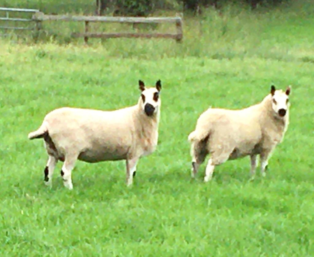 Sheep For Sale Kerry Hill Sheep Society