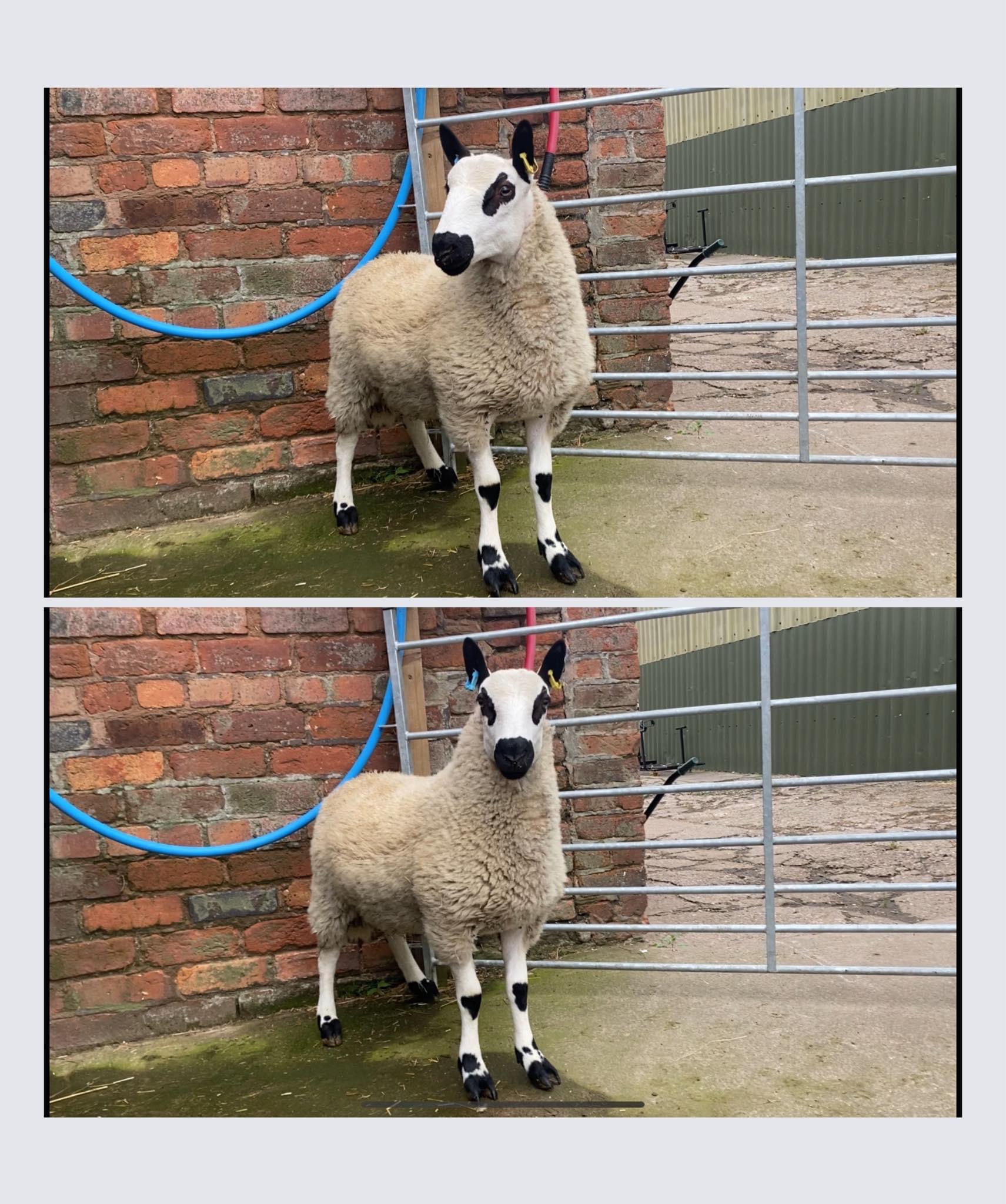 Sheep For Sale Kerry Hill Sheep Society