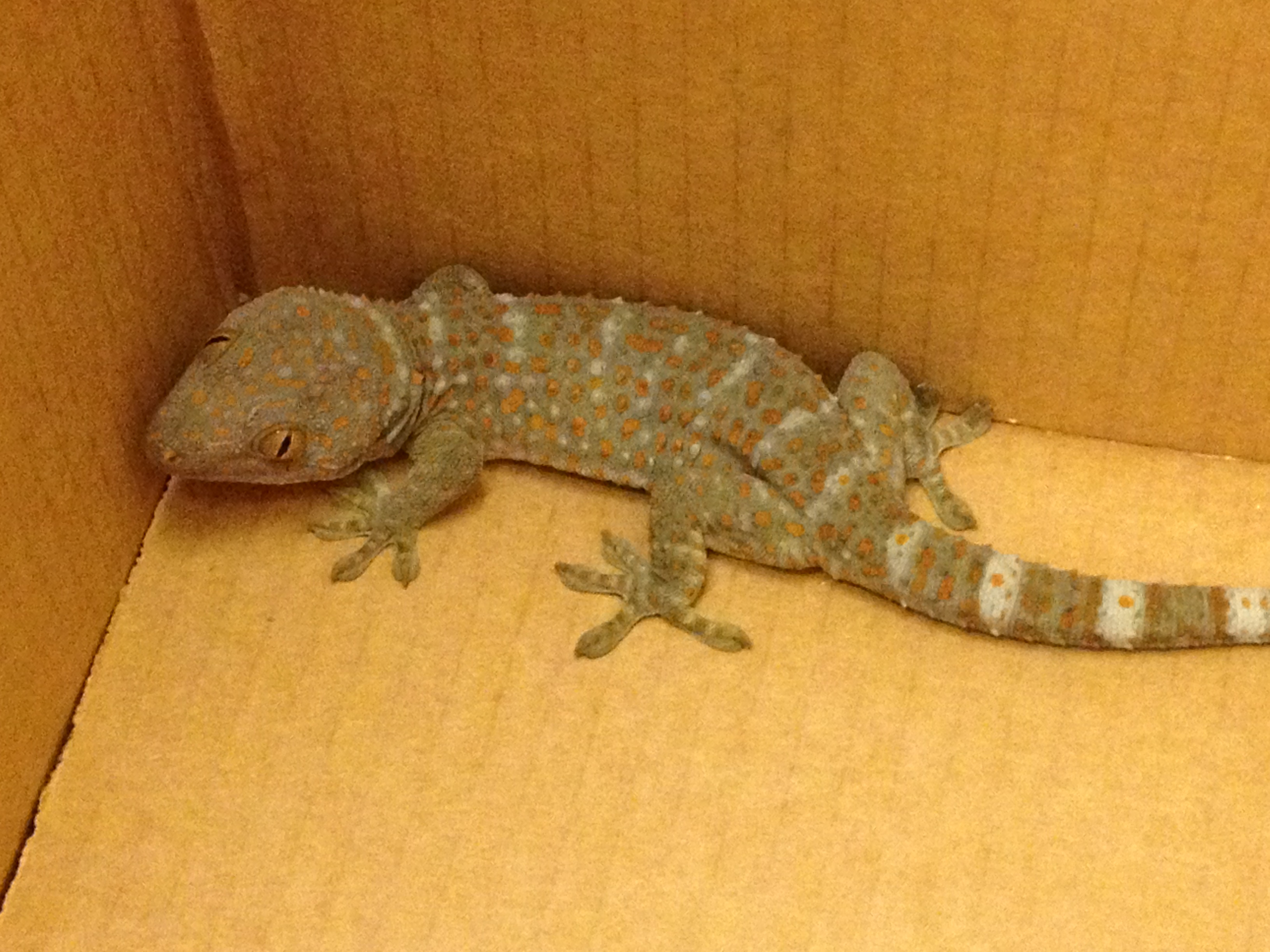 New school, new gecko Kershaws in Cambodia