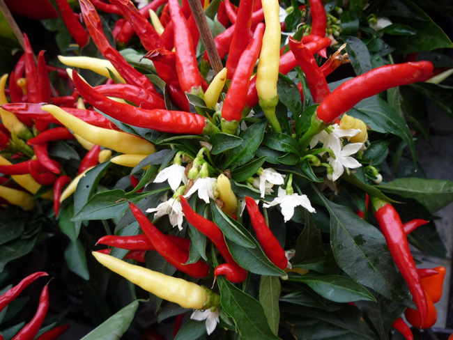 Chili Paprika Kertlap Kertészeti Magazin & Kertészeti