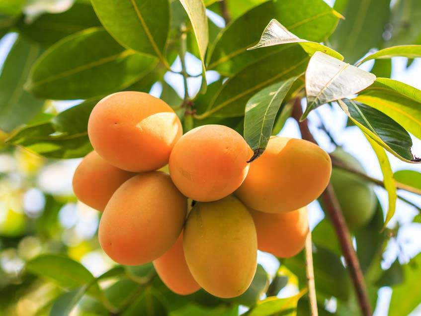 elülső kihagyott Ott mangó fa Tájékozódási pont marhahús éles
