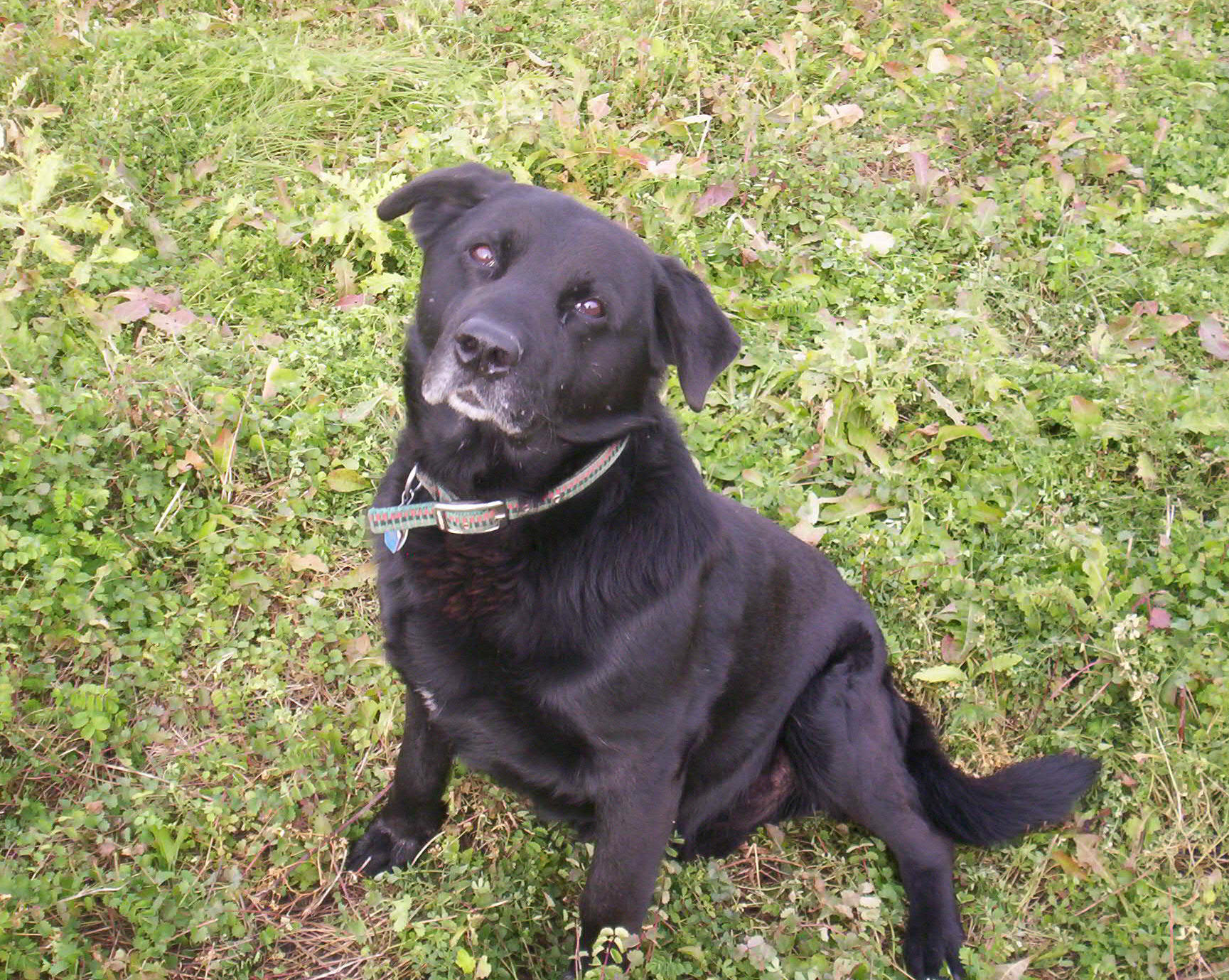 Kester Wild Game Food Nurseries INC.