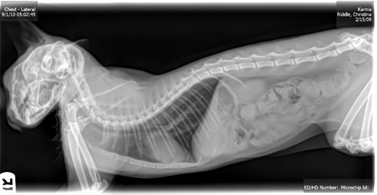 Links to Pictures on the Physiology of Cats