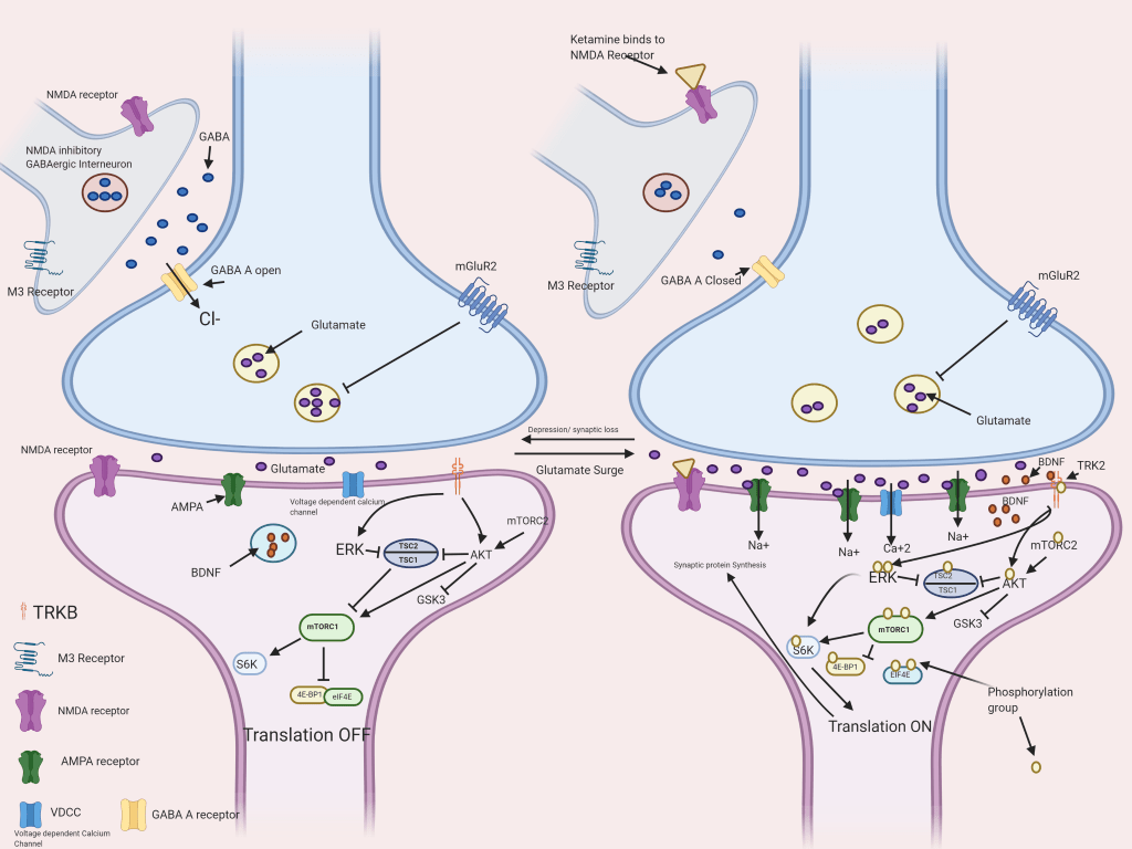 How does Ketamine work for depression? Glutamate and neuroplasticity