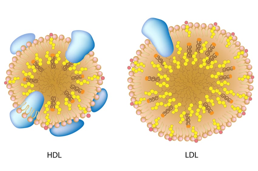 Keto and HDL Cholesterol Levels Keto Science