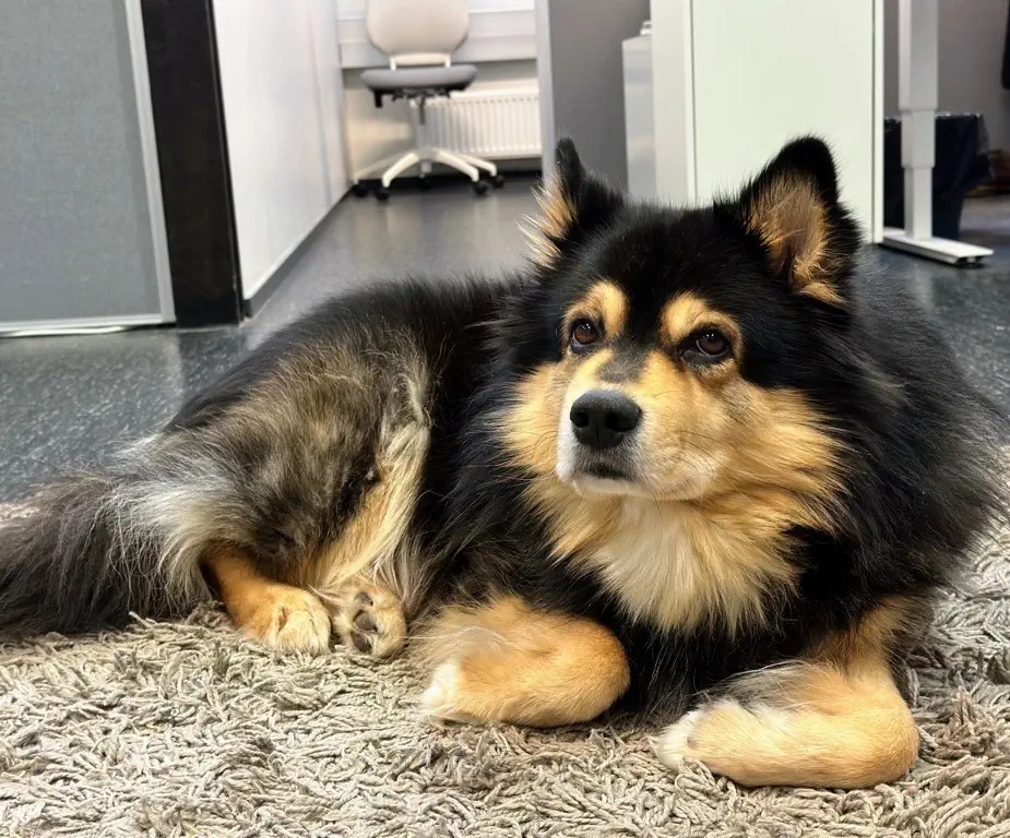 Office Dogs For your Wellbeing Keto Software