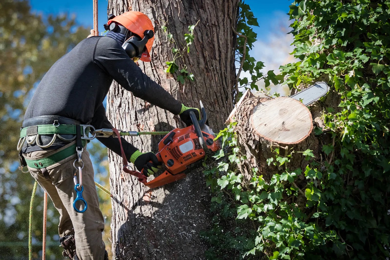 Kevin's Tree & Landscaping Tree & Landscaping Services