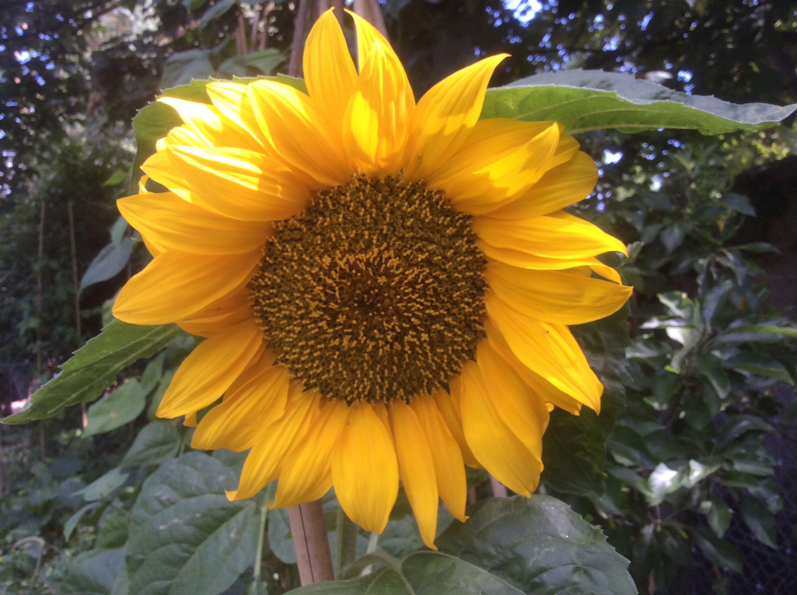 Tips on Growing a Giant Sunflower Kew Gardener