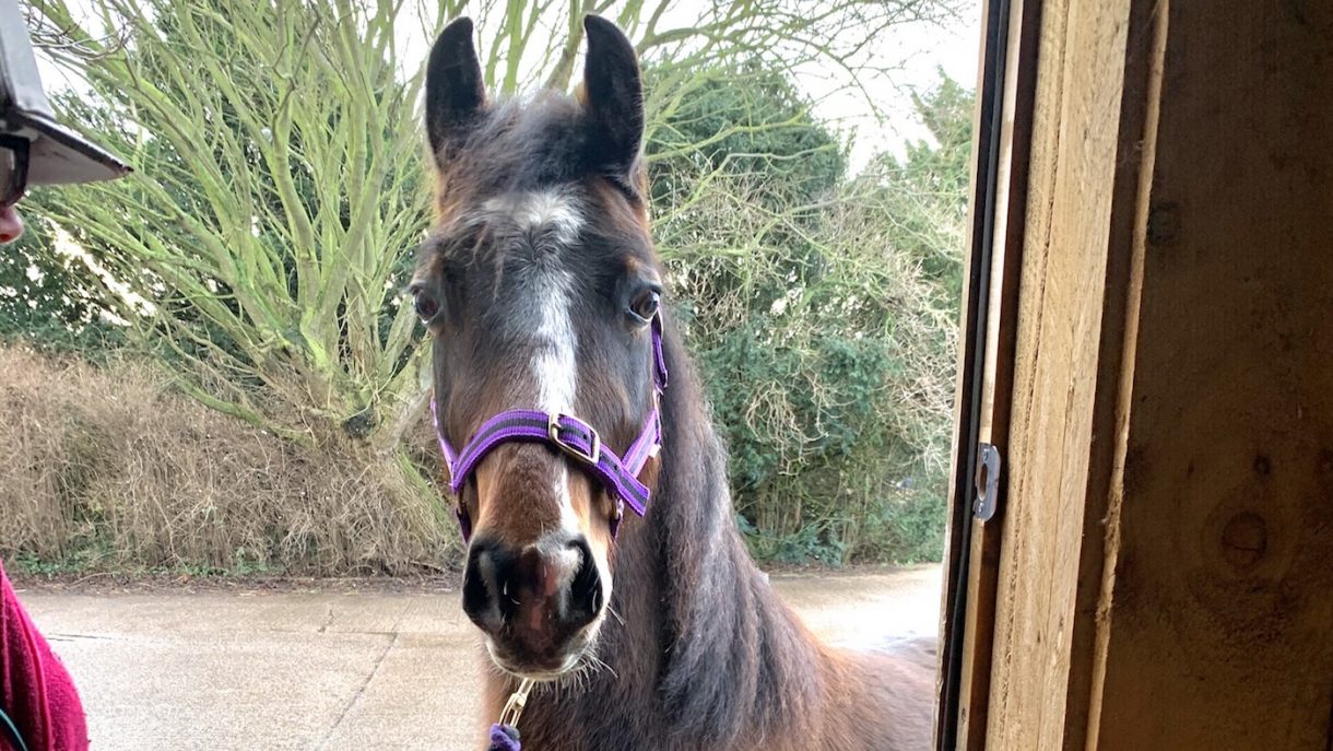 Prison for man who drove ‘foal’ in cart at Appleby *warning upsetting