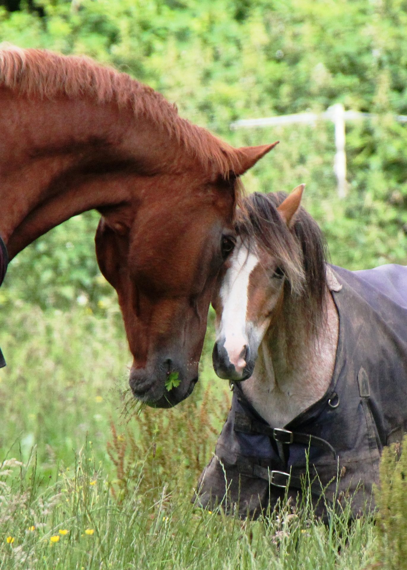 Veteran horse and hound retire with same family after many hunting