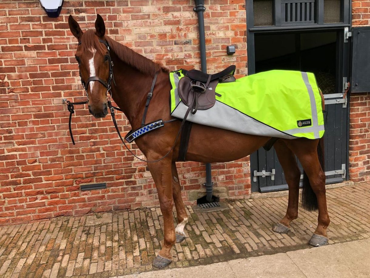 Greater Manchester police horses retired Horse & Hound