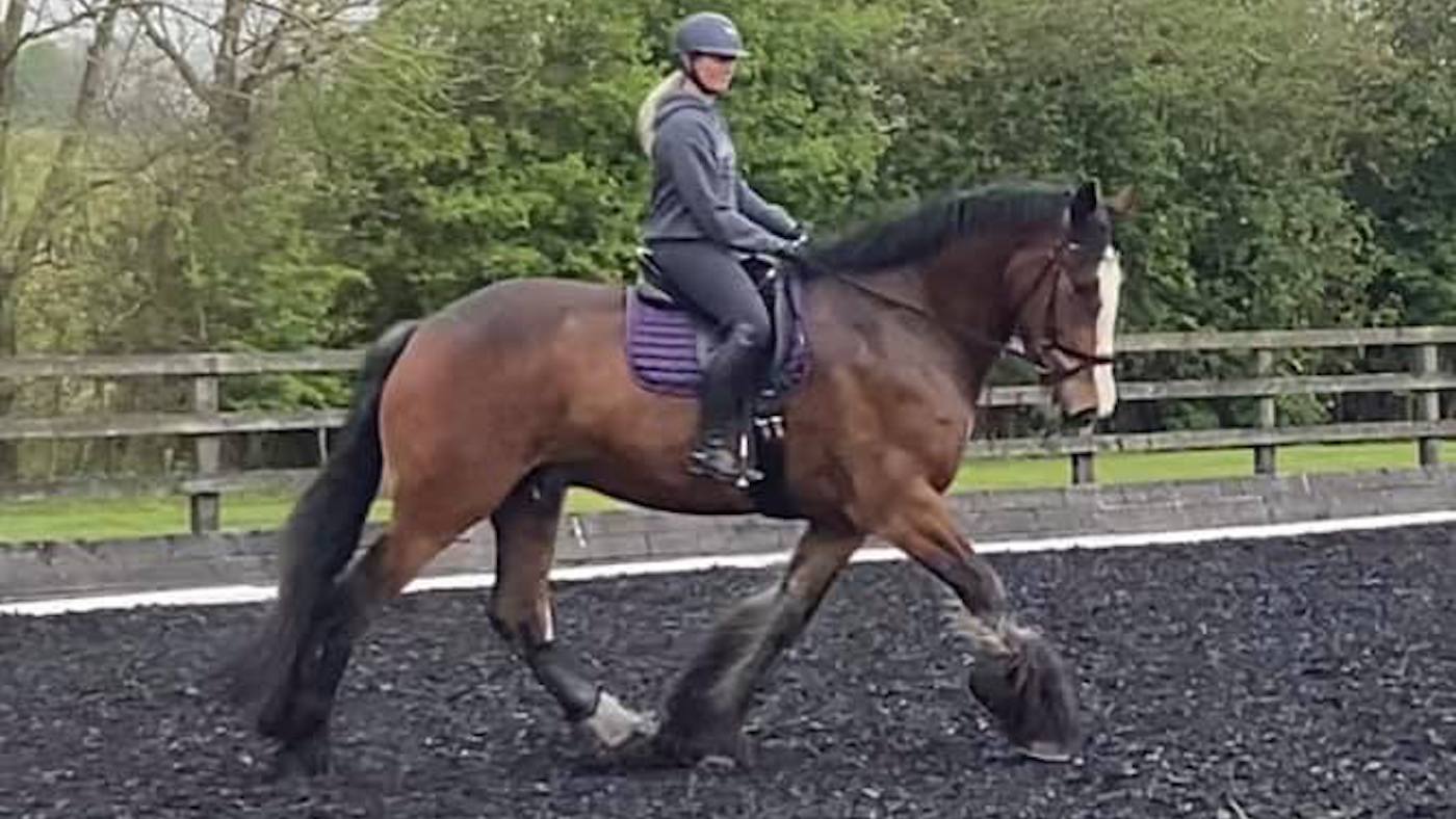 ‘He’s amazing’ 18.2hh Clydesdale wins affiliated dressage with aims