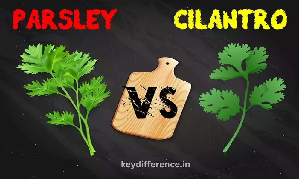 Best 12 Difference Between Cilantro and Parsley Key Difference