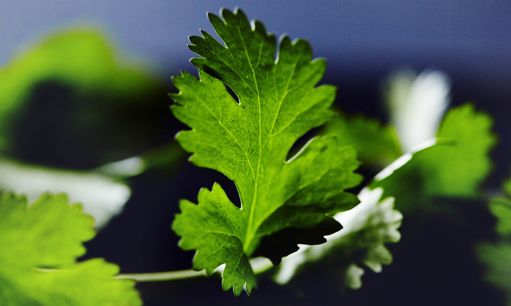 Best 12 Difference Between Cilantro and Parsley Key Difference