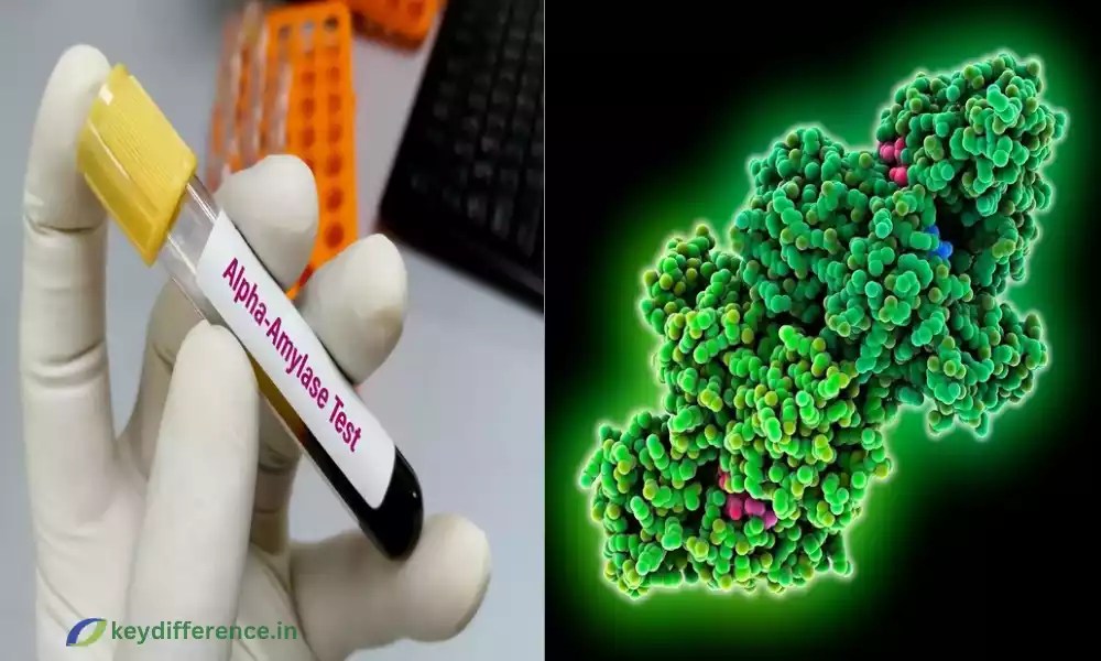 Difference Between AlphaAmylase and AlphaGlucosidase