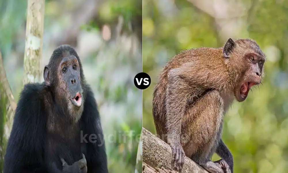 Difference Between Ape and Monkey