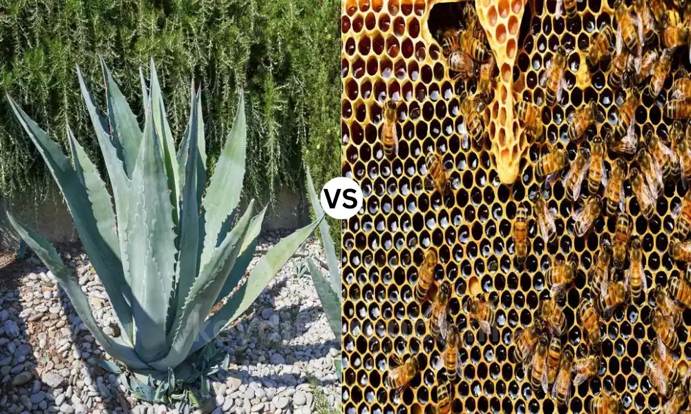 Difference Between Agave and Honey