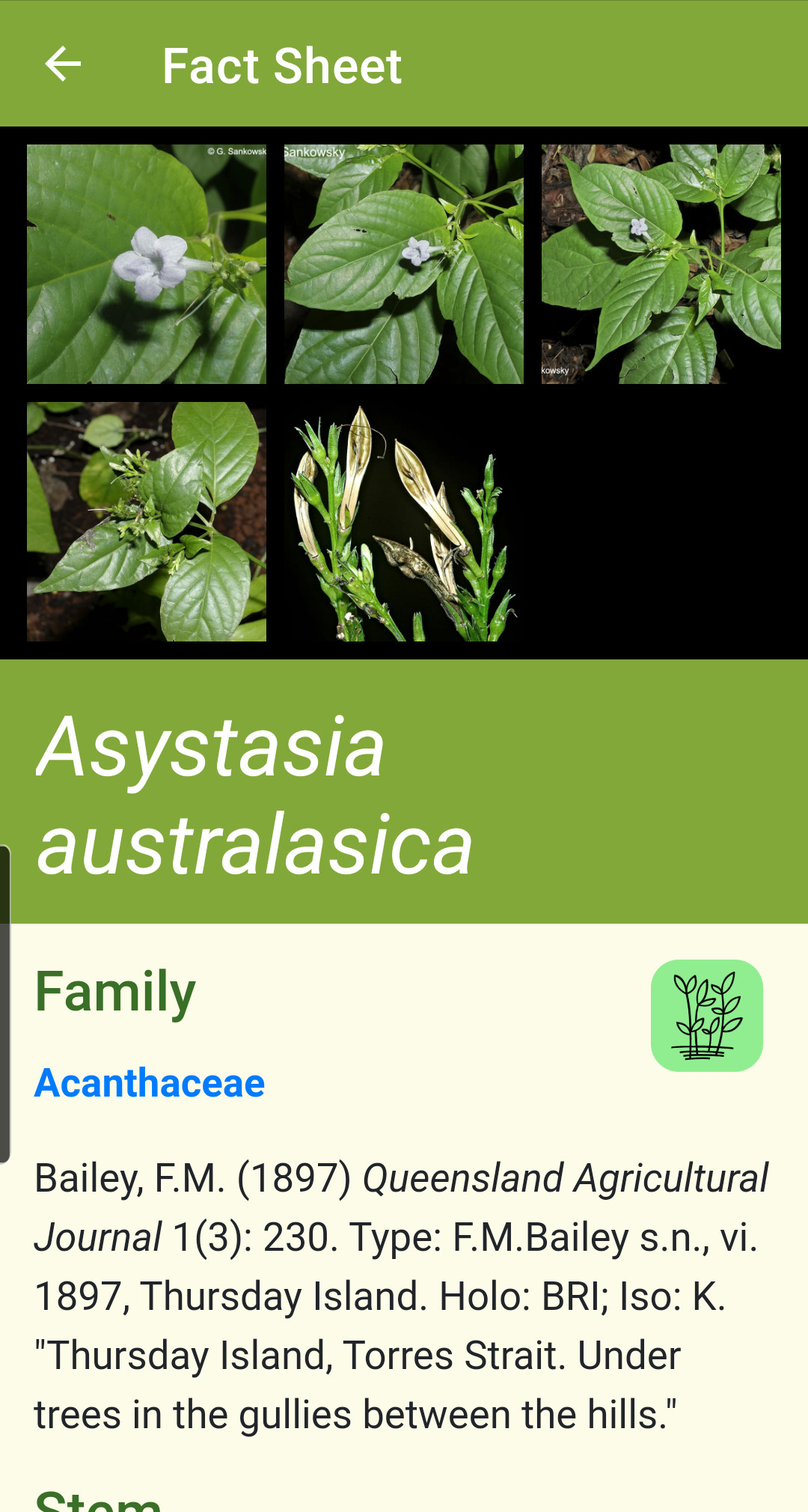 Australian Tropical Rainforest Plants Key Search