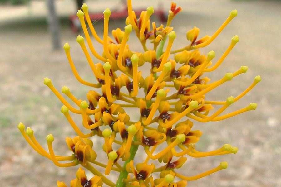 Grevillea robusta